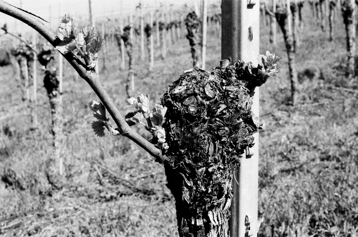 Photographie (Schwarz & Weiß) - Wein im Frühjahr 1, Meersburg, Deutschland