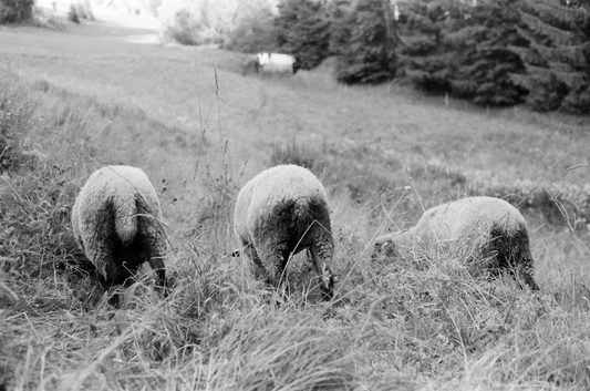 Photographie (Schwarz & Weiß) - Schafe auf der Weide 1, Neukirch, Deutschland