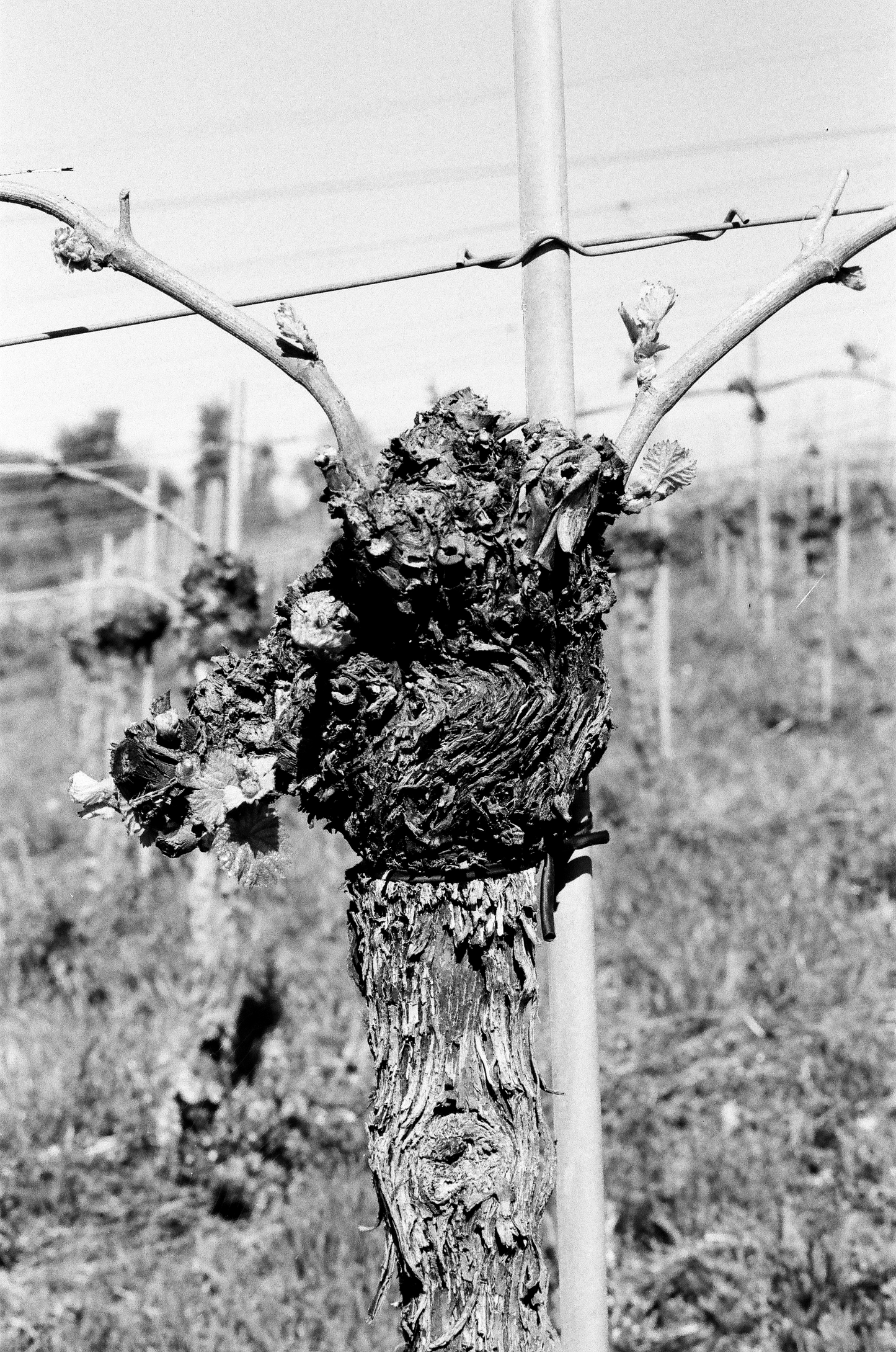 Photographie (Schwarz & Weiß) - Wein im Frühjahr 2, Meersburg, Deutschland