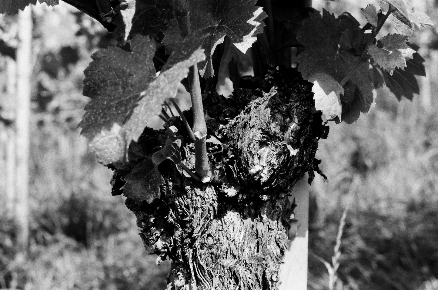 Photographie (Schwarz & Weiß) - Wein im Sommer 1, Meersburg, Deutschland