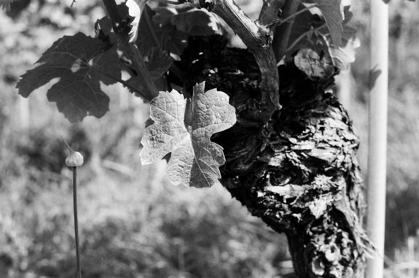 Photographie (Schwarz & Weiß) - Wein im Sommer 2, Meersburg, Deutschland