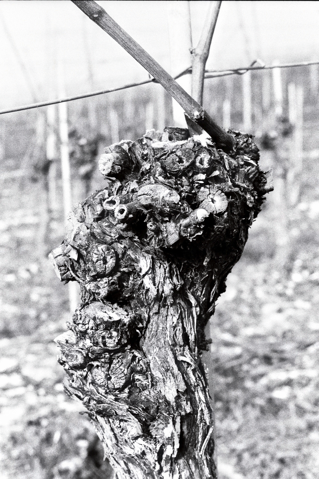 Photographie (Schwarz & Weiß) - Wein im Winter 1, Meersburg, Deutschland