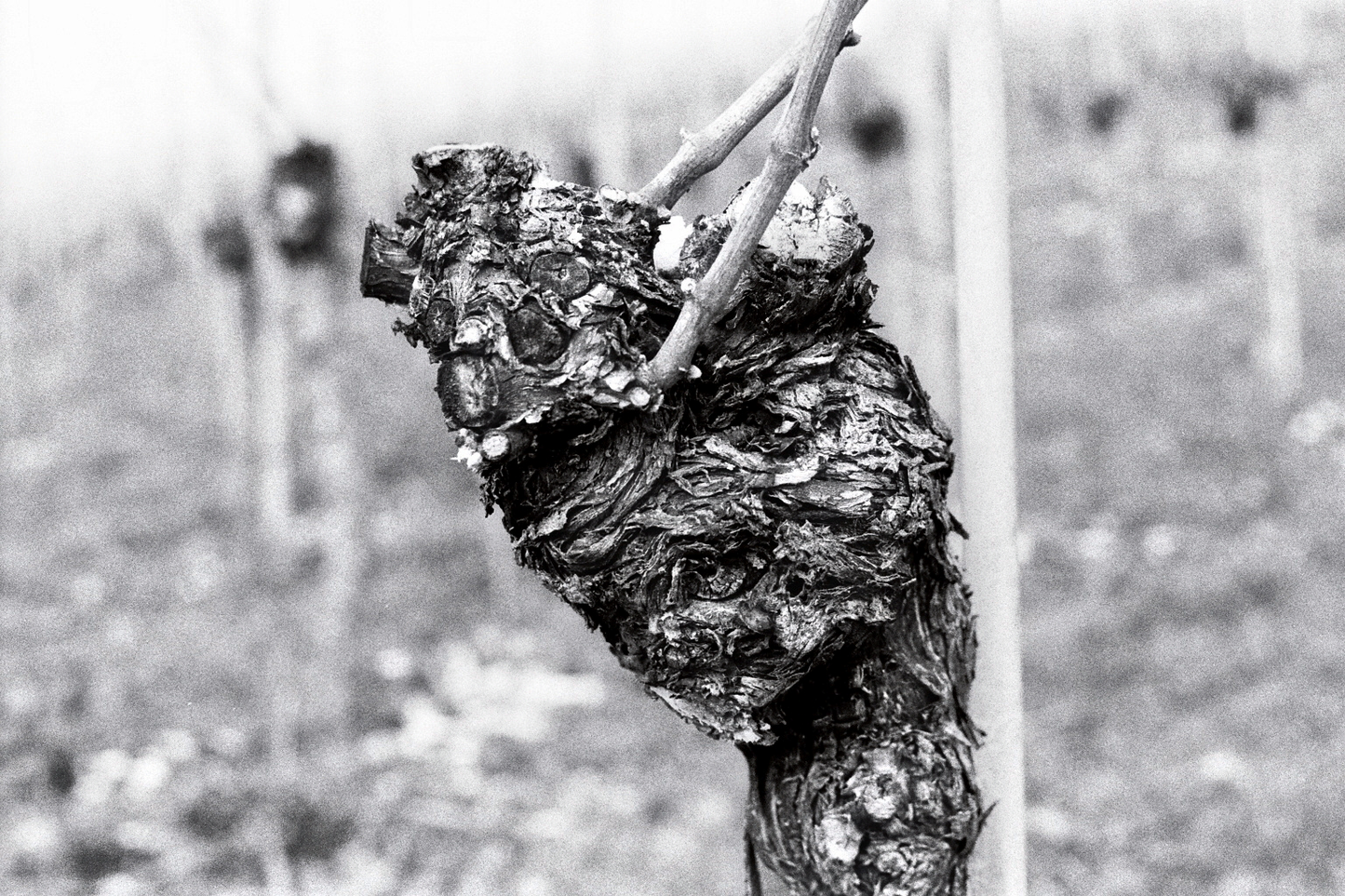 Photographie (Schwarz & Weiß) - Wein im Winter 2, Meersburg, Deutschland