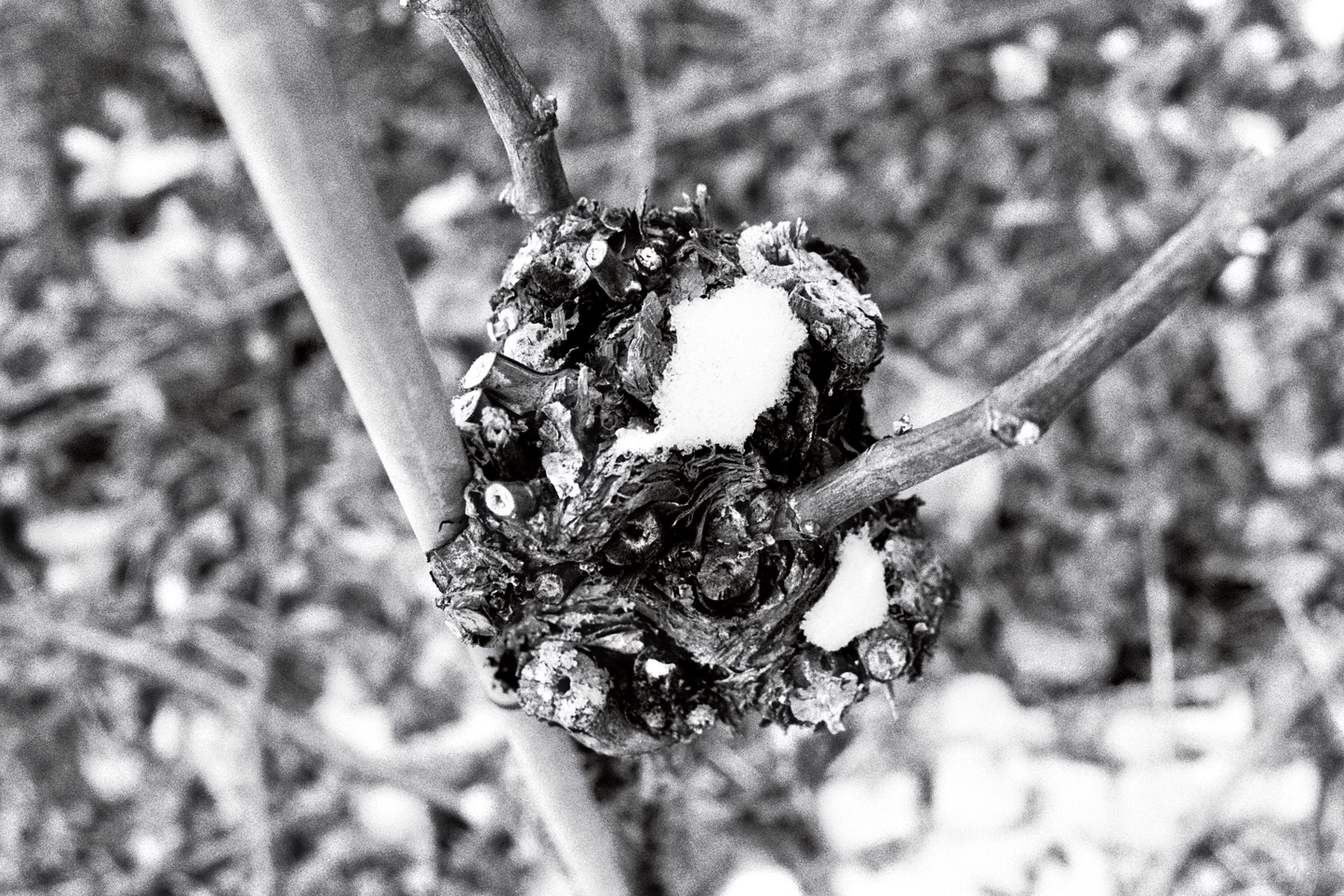 Photographie (Schwarz & Weiß) - Wein im Winter 3, Meersburg, Deutschland