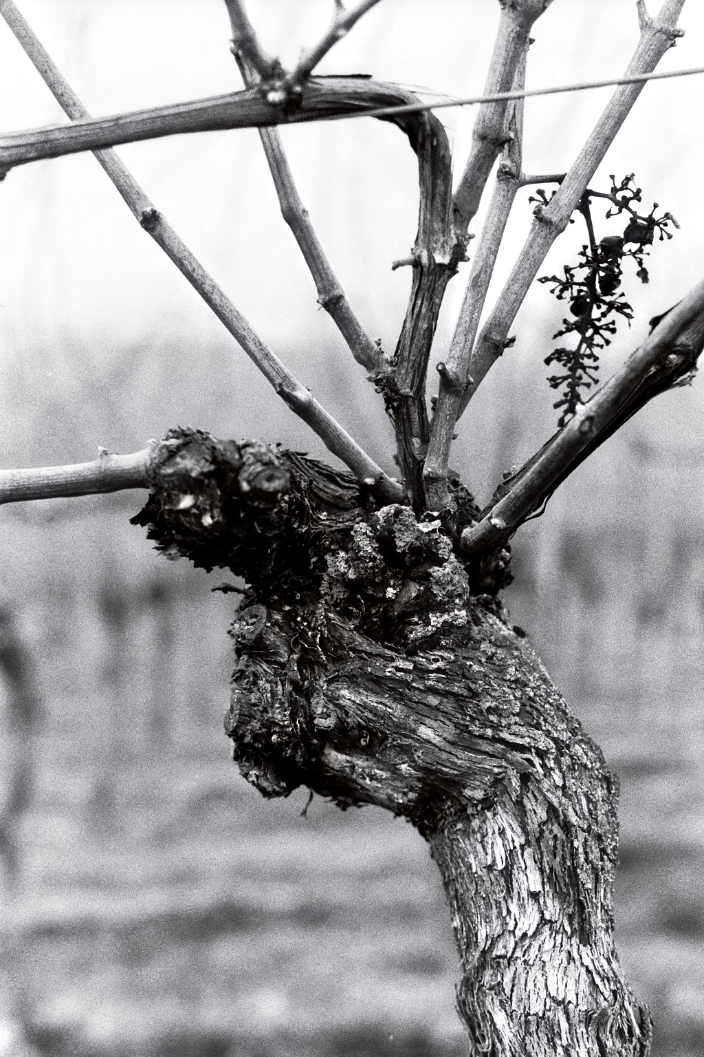 Photographie (Schwarz & Weiß) - Wein nach der Lese 1, Meersburg, Deutschland