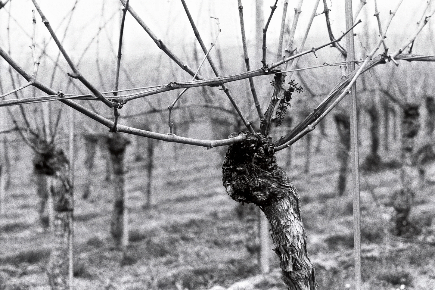 Photographie (Schwarz & Weiß) - Wein nach der Lese 2, Meersburg, Deutschland