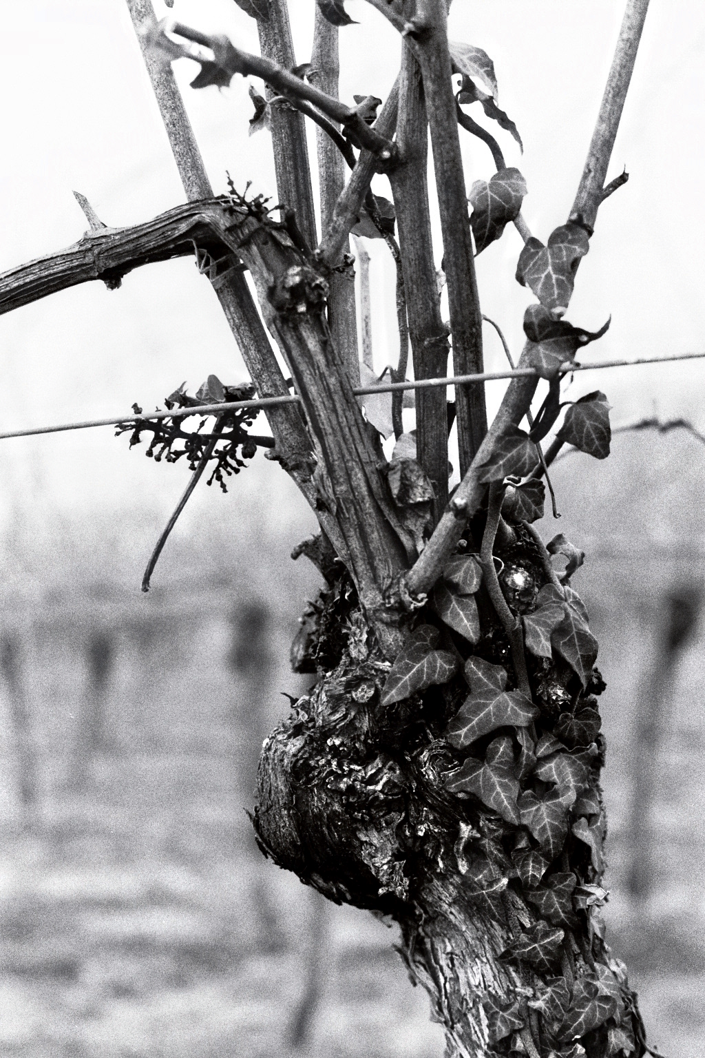 Photographie (Schwarz & Weiß) - Wein nach der Lese 3, Meersburg, Deutschland