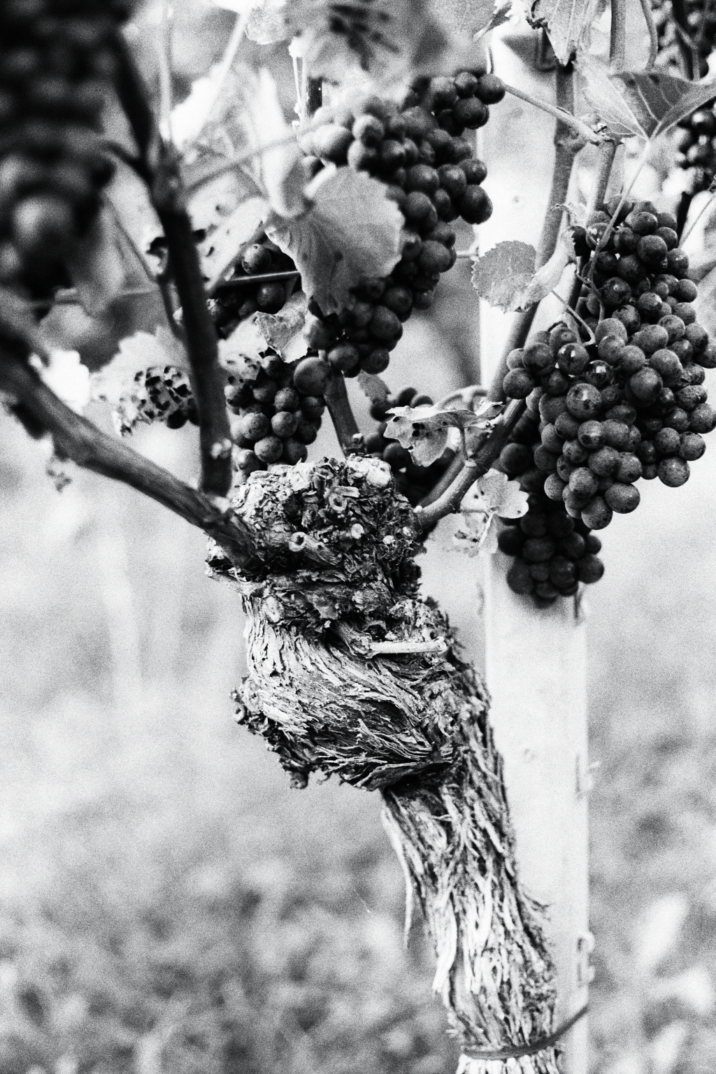 Photographie (Schwarz & Weiß) - Wein vor der Lese 1, Meersburg, Deutschland