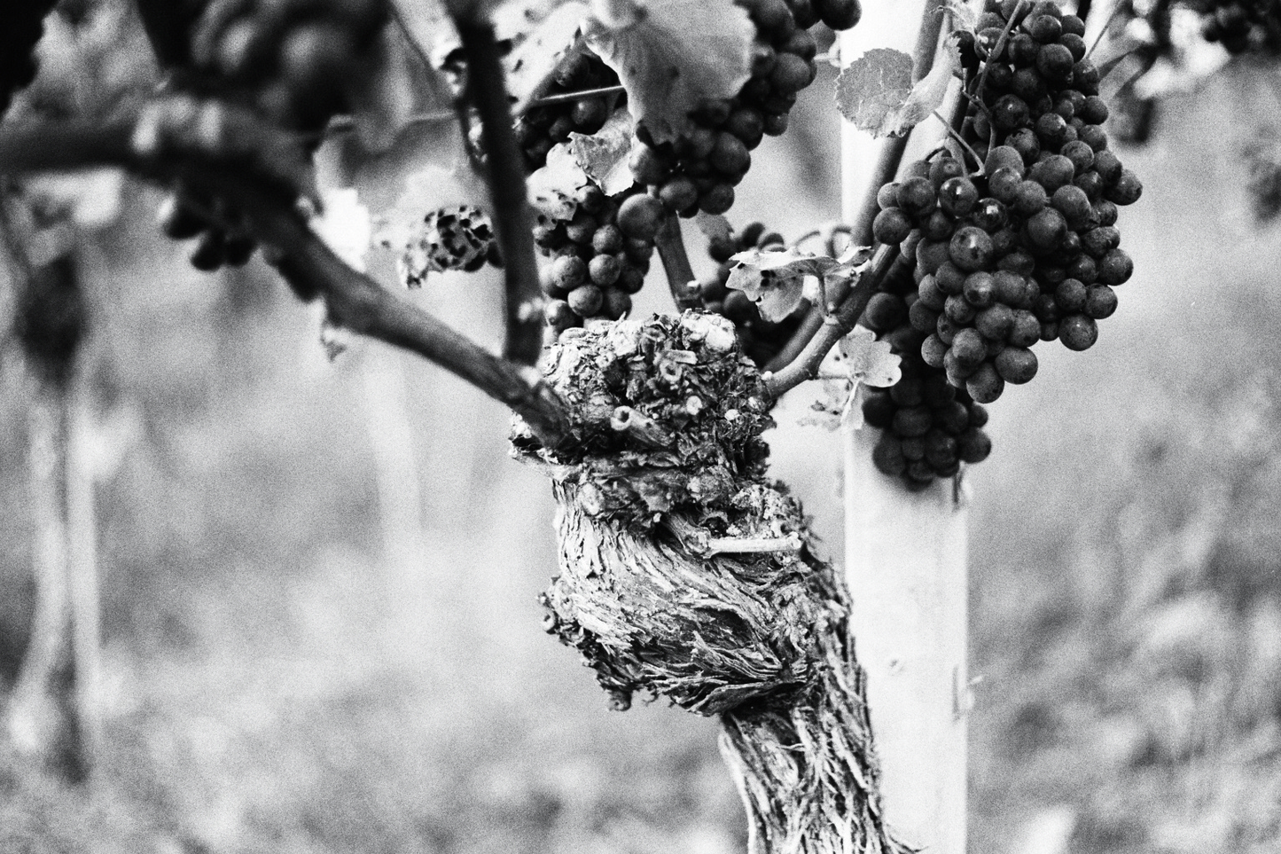 Photographie (Schwarz & Weiß) - Wein vor der Lese 2, Meersburg, Deutschland