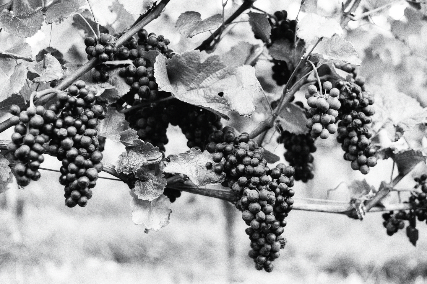 Photographie (Schwarz & Weiß) - Wein vor der Lese 3, Meersburg, Deutschland